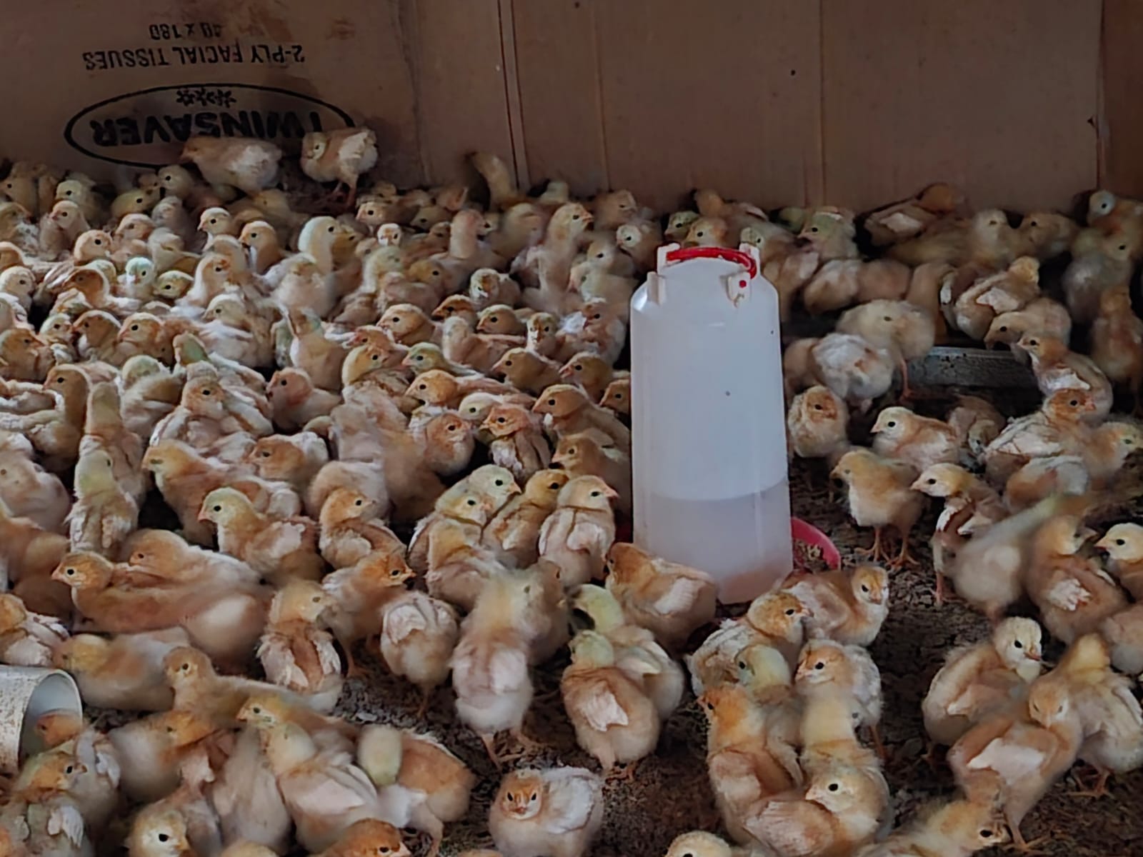 2 Weeks - Lohmann Brown Layers