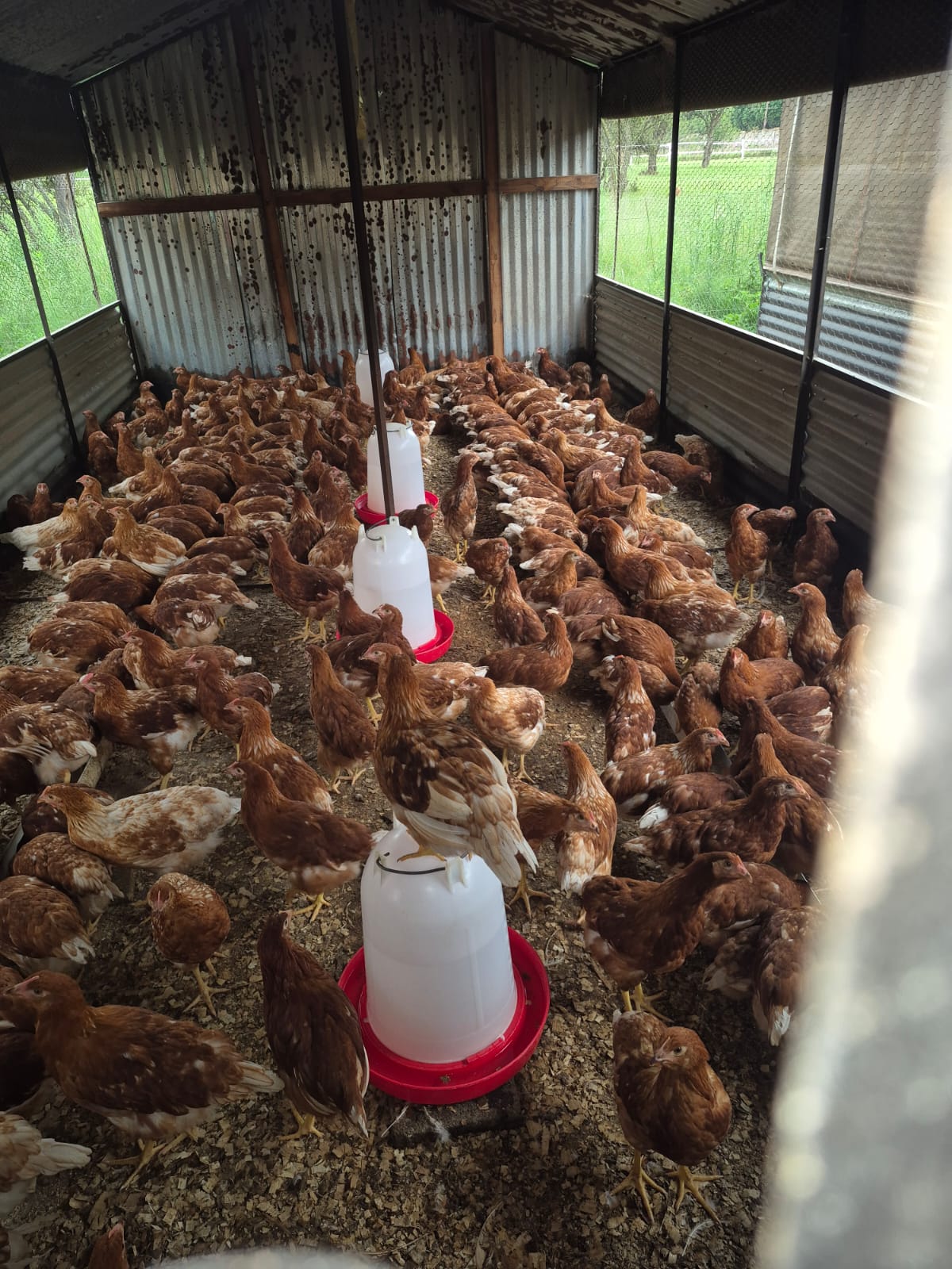 Point of Lay - Lohmann Brown Layers