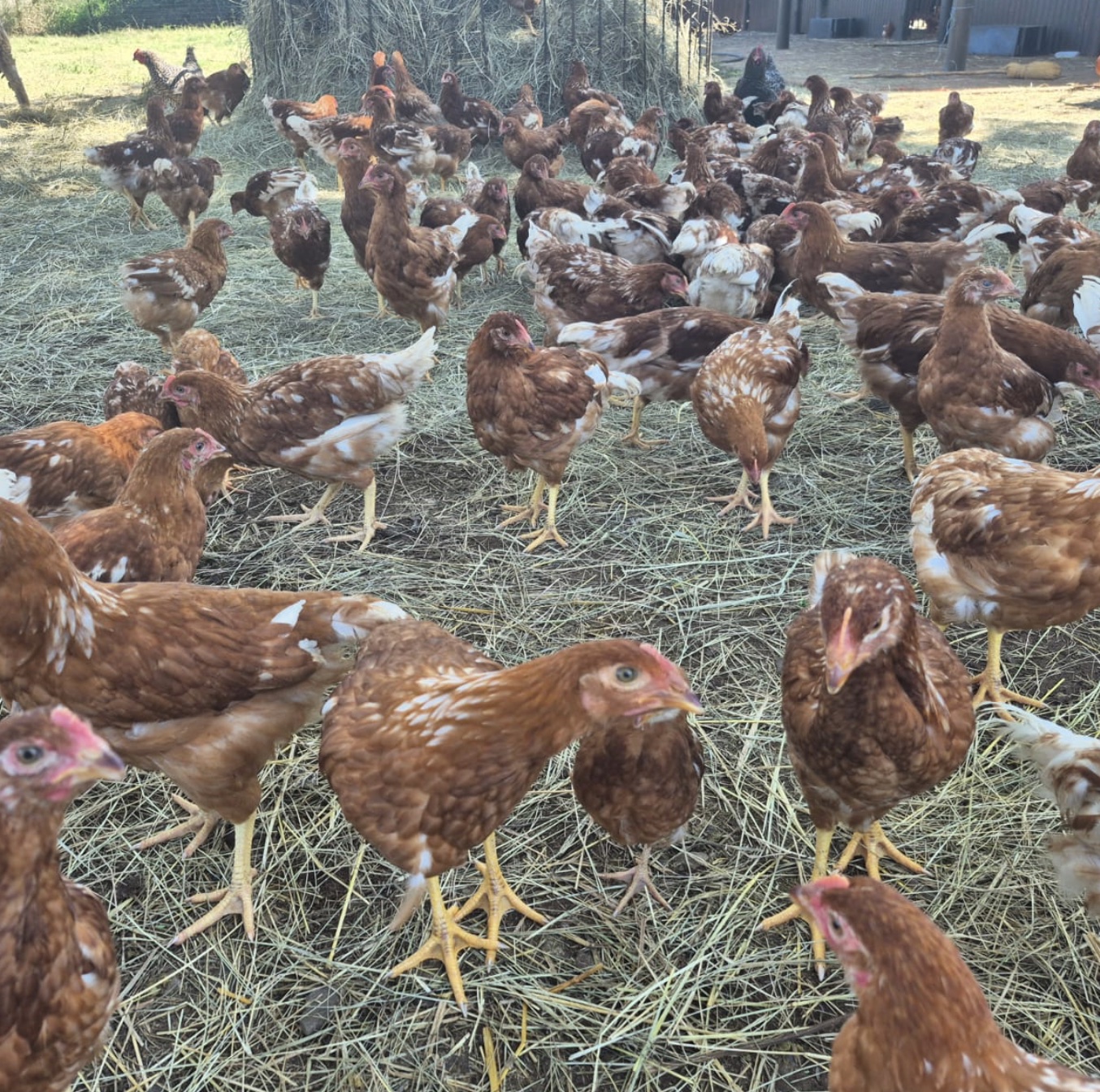 12 Weeks - Lohmann Brown Layers