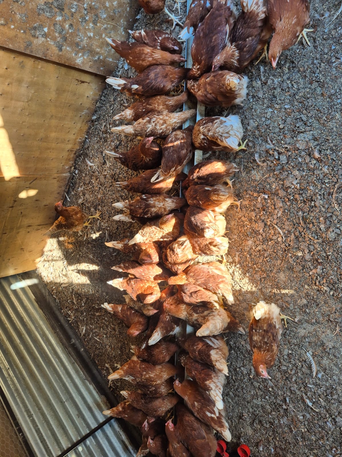 16 Weeks - Lohmann Brown Layers