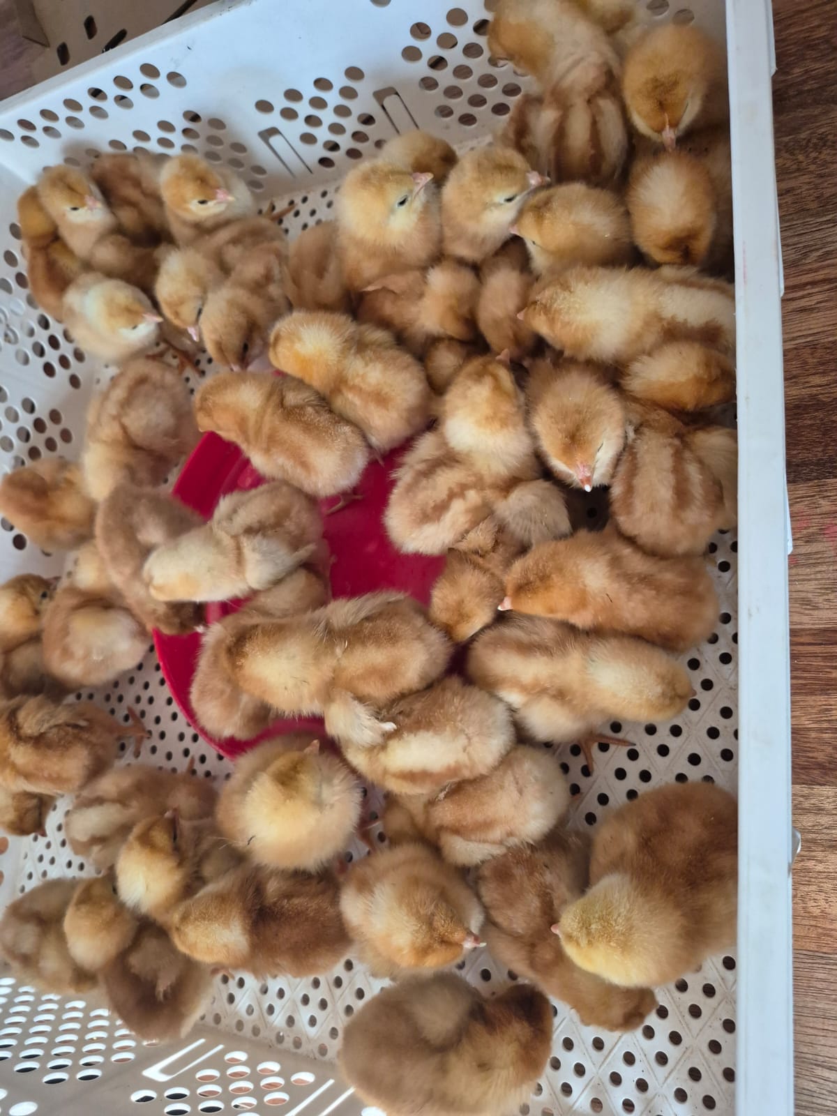 Day Old Lohmann Brown Layers