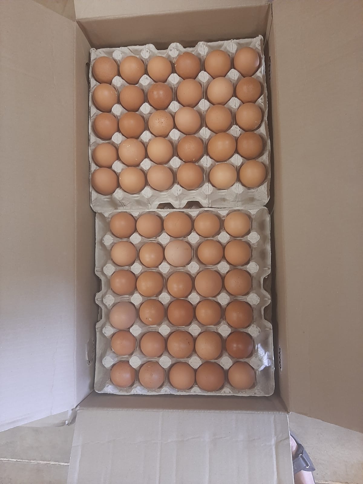 Lohmann Brown Fertile Eggs